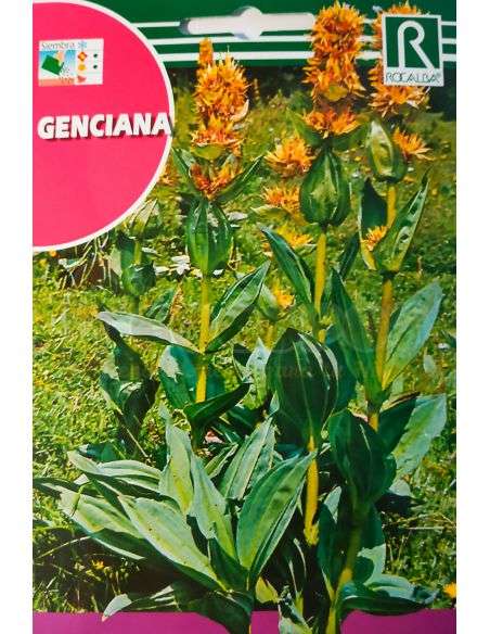 Semillas de Genciana