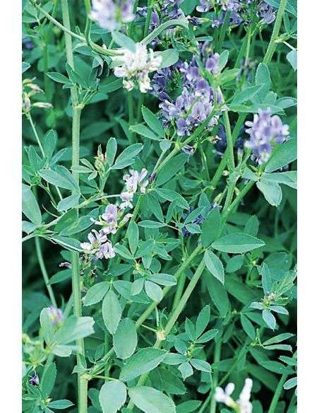 Semillas Ecológicas Abono Verde Alfalfa Forrajera (Medicago Sativa Dimitra) 1Kg.