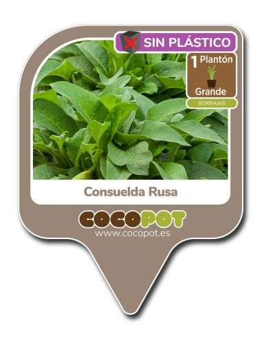 1u. Plantón Consuelda Rusa