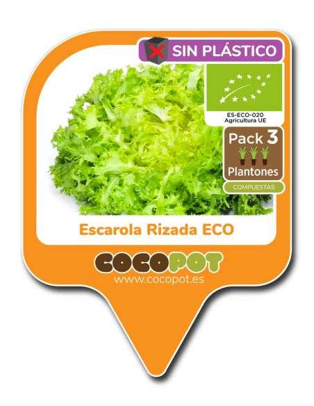 3u. Plantel Ecológico Escarola Rizada