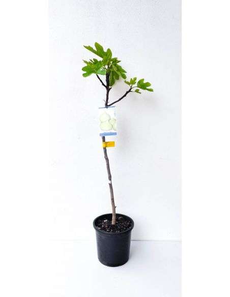 Frutal Higuera Gota de Miel, en maceta Ø19cm.