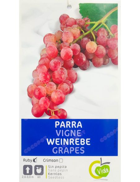 Parra Vid, Uva Rubi Sin Pepitas en maceta Ø20cm.