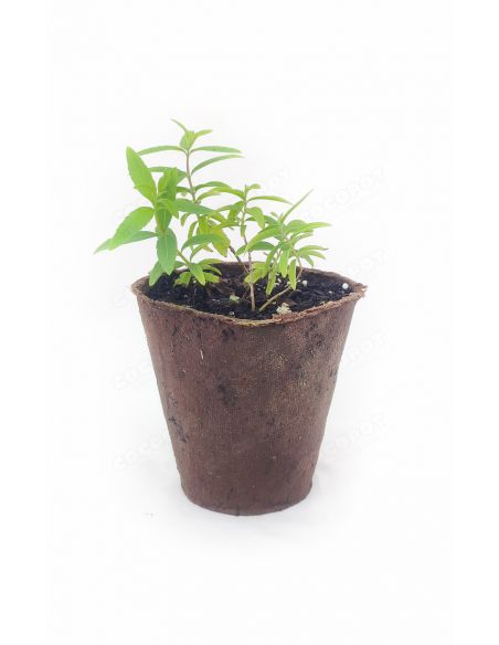 Plantón Ecológico Hierba Luisa o Cedrón - Maceta 10cm biodegradable