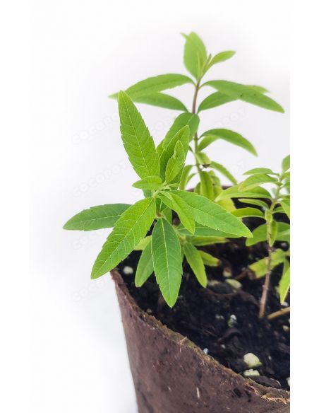 Plantón Ecológico Hierba Luisa o Cedrón - Maceta 10cm biodegradable