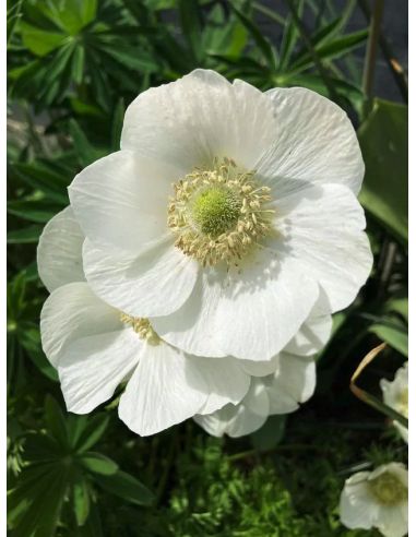 Bulbo Anémona "La Novia" Blanca 1ud.