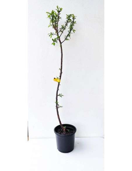 Frutal Ciruelo Golden Japan, en maceta Ø19cm.