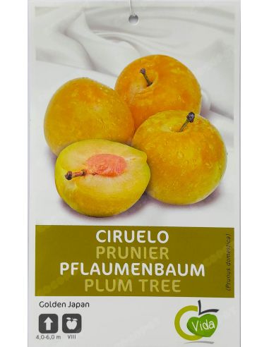 Frutal Ciruelo Golden Japan, en maceta Ø19cm.