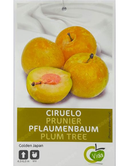 Frutal Ciruelo Golden Japan, en maceta Ø19cm.