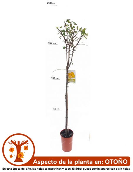 Frutal Ciruelo Golden Japan, en maceta Ø19cm.