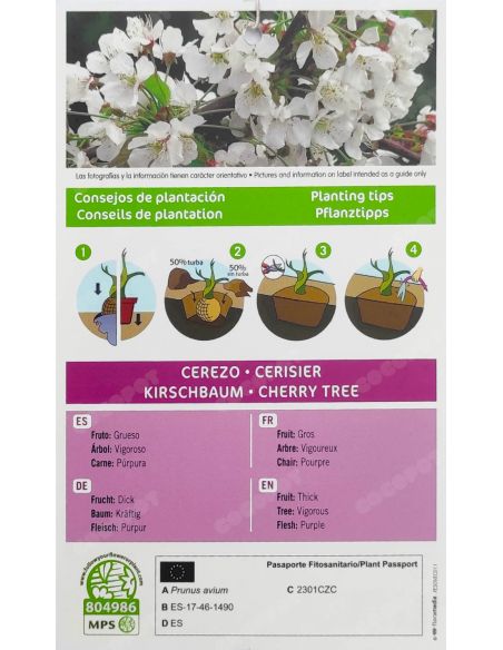 Frutal Cerezo Burlat, en maceta Ø19cm.