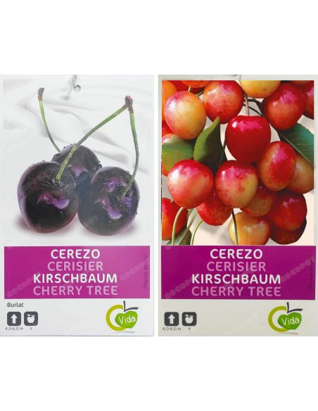 Frutal Cerezo Injertado 2 variedades "Burlat y Napoleón", en maceta Ø25cm.