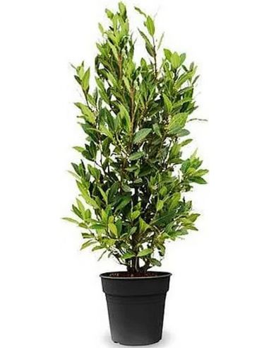 Árbol de Laurel en maceta Ø20cm. h60-80cm (Laurus nobilis)