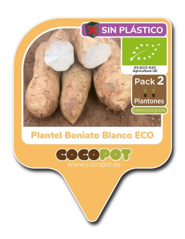 2u. Plantel Ecológico de Boniato Blanco - var. Erato white
