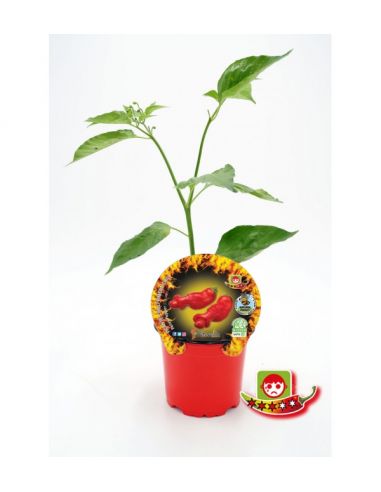 1u. Plantón Pimiento Picante Peter Pepper en maceta