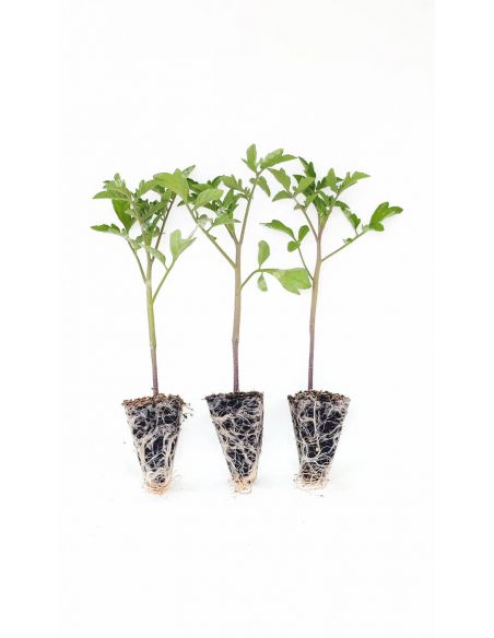 3u. Plantel Ecológico Ecológico Tomate Optima