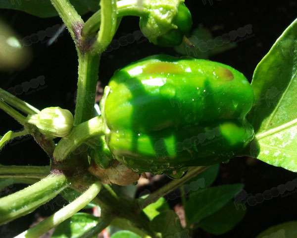 planta del pimiento en maceta contenedor huerto urbano