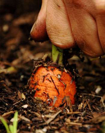 agricultura ecologica huerto urbano cocopot