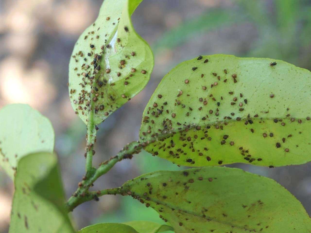 Planta infestado por pulgón.