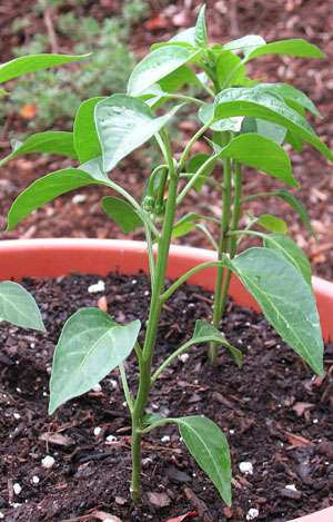 planta del pimiento en huerto urbano