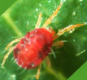 araña roja cocopot