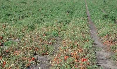 daños araña roja en tomates