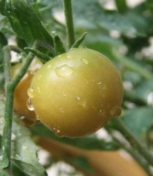 maduración del tomate