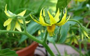 flor del tomate