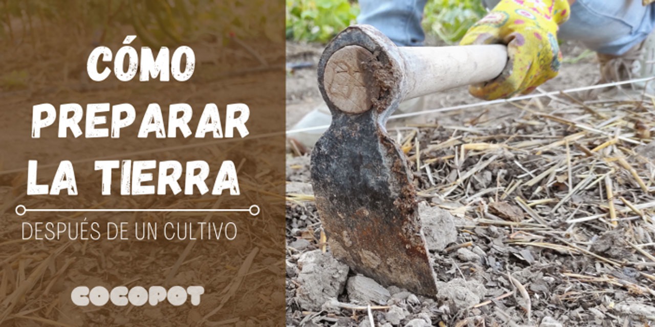 Así se prepara la tierra para la siembra de este rubro dulce