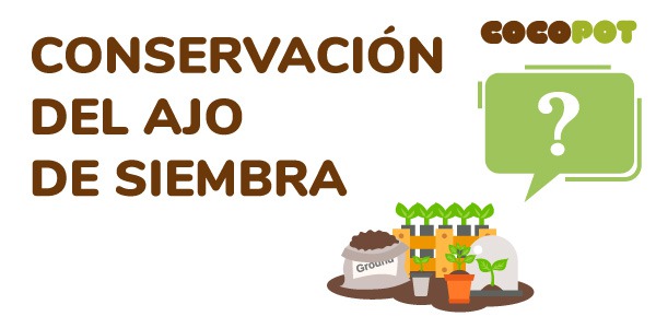 Conservar el Ajo de Siembra