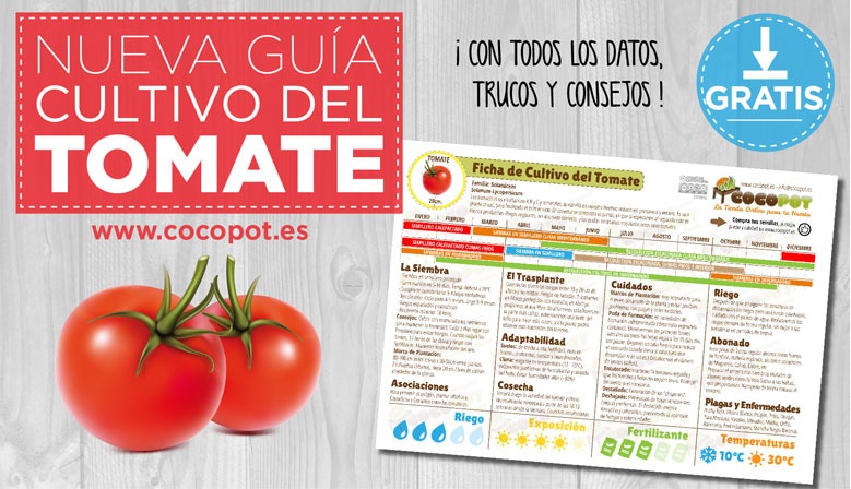 Trucos para germinar semillas de tomate